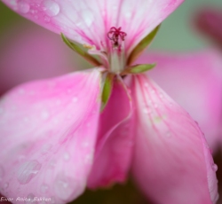 Makro, regndråper på blomst