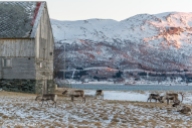 Reinsdyr beiter ved Tisnes, Kvaløya