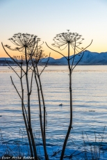 Tromsøpalmer